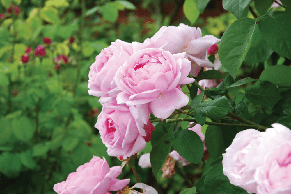 Jubilee Rose Garden