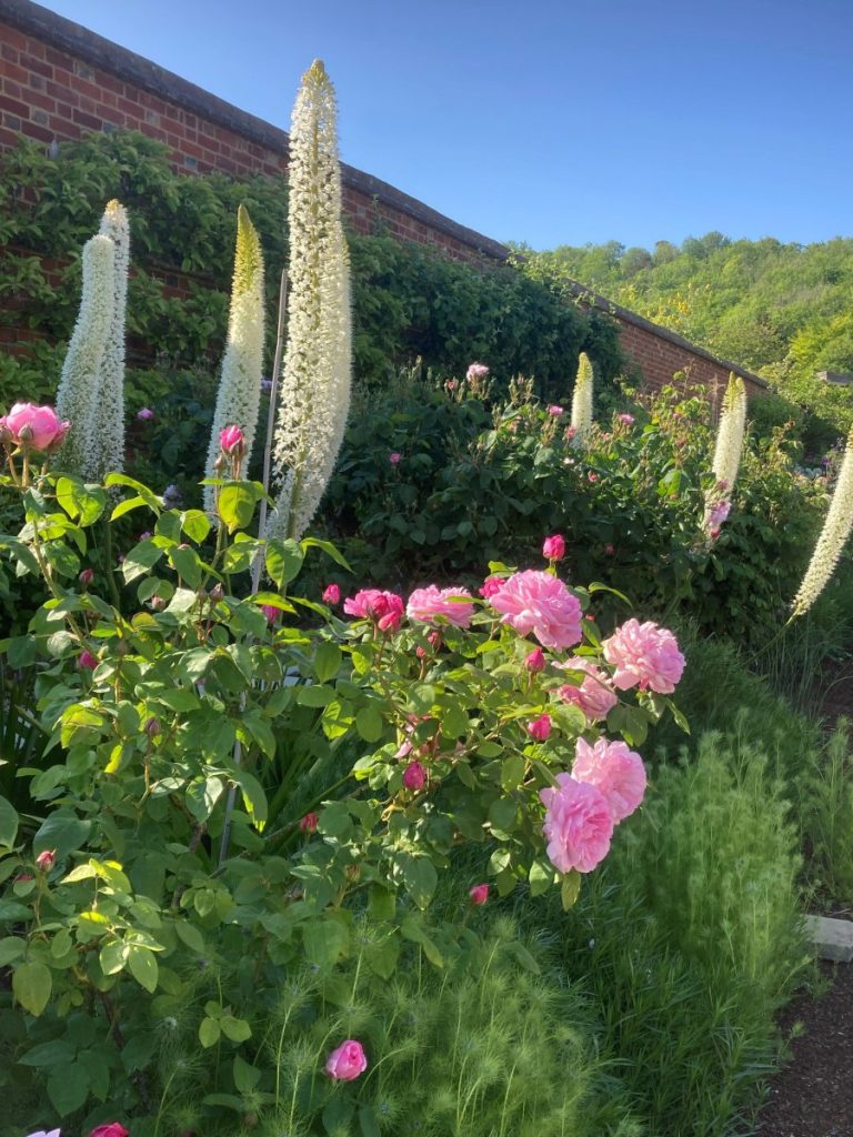 Foxtail Lilies