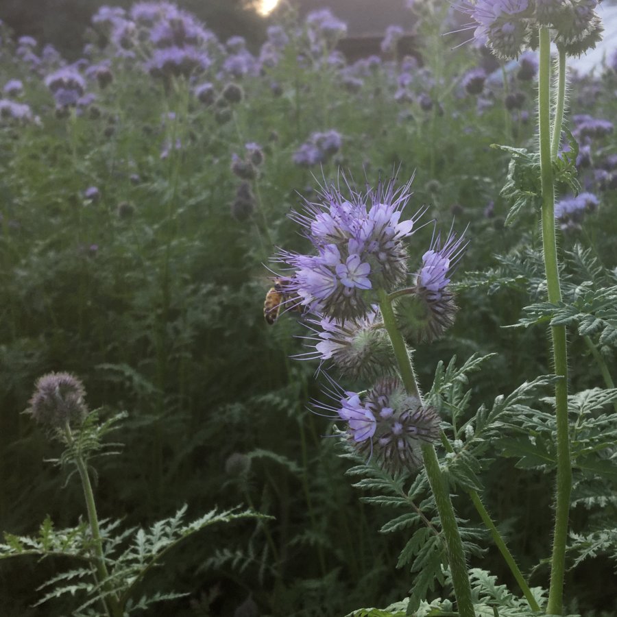 Phacelia in the evening