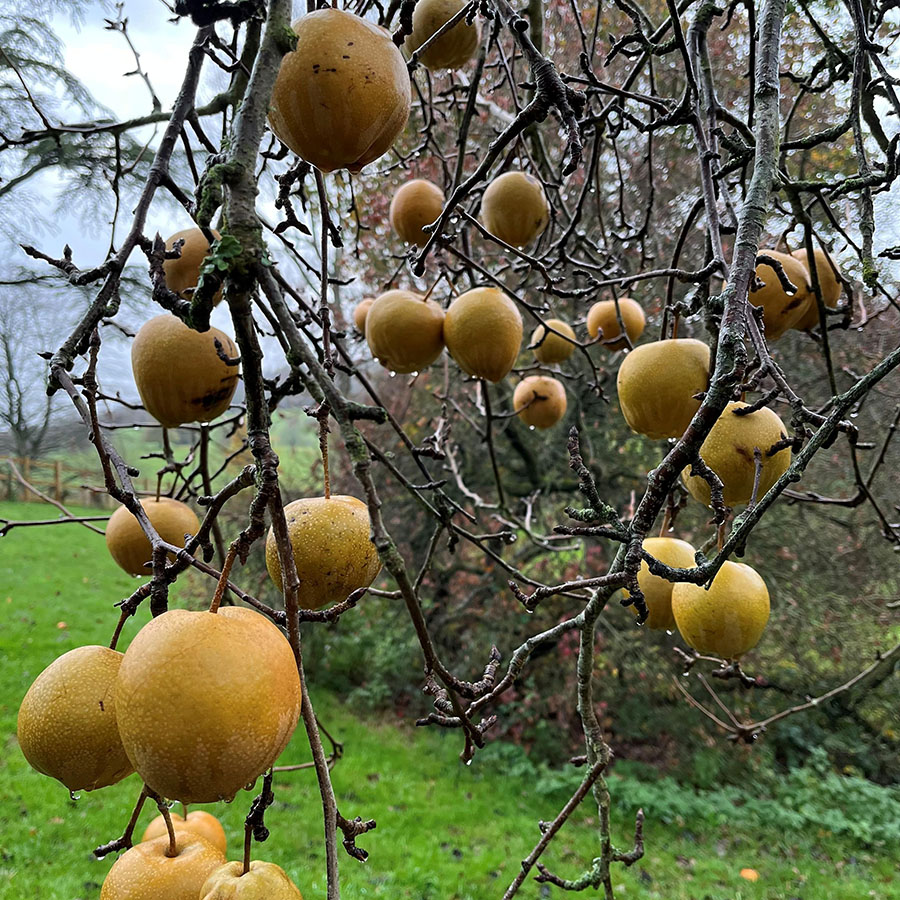 Chinese pears hanging from the tree.