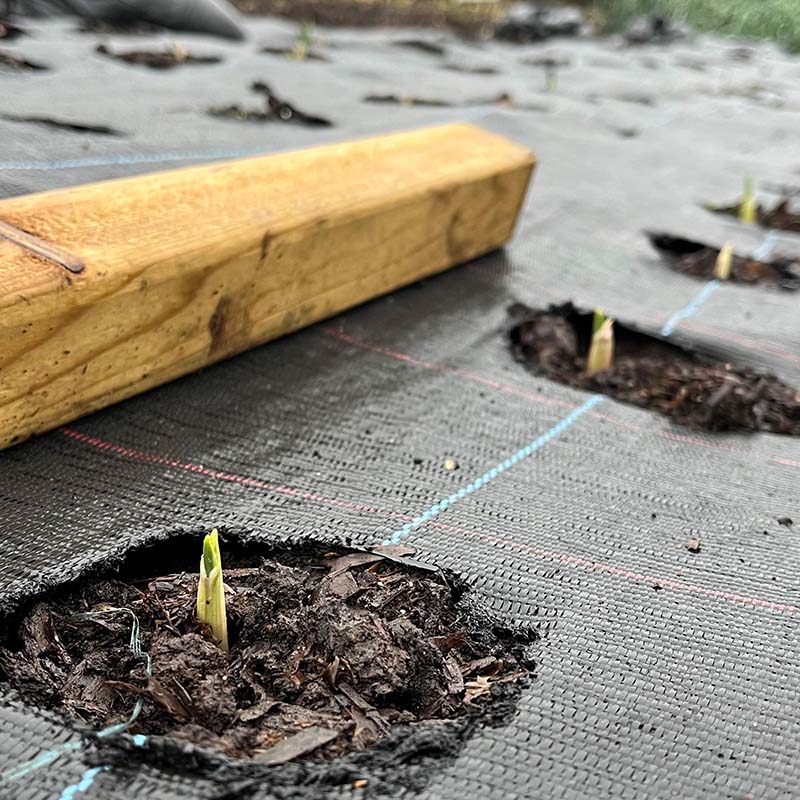 Garlic shoots starting to pop up above the soil.